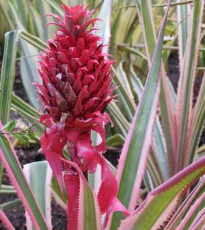 Photo by Oscar de la Renta of his Punta Cana gardens in the Dominican Republic - red flower.jpg